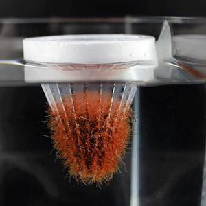 구피 인디언복어 생먹이 어항피딩컵 실지렁이 장구벌레 피딩컵 냉짱피딩컵 피딩