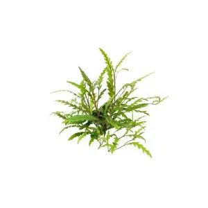 하이그로필라 피나디피다 그린 소 (3촉) 활착수초