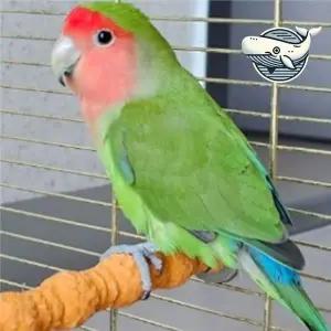 앵무새 발톱 손질용 횟대 장난감 언더그라운드