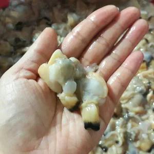 생물 깐바지락 바지락살 1kg 당일작업