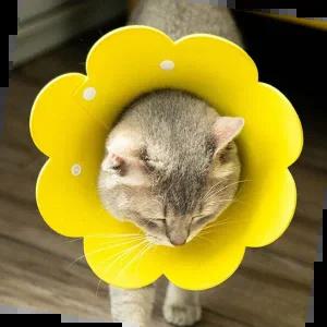 강아지중성화 꽃모양 강아지 고양이 부드러운 넥카라