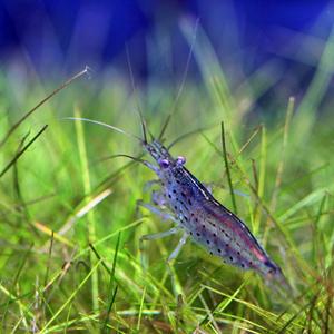 티아쿠아 열대어 야마토새우 5마리 수족관 관상용 쉬림프  관상어