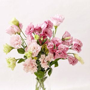 화훼농가 살리기 그린테라피 리시안셔스 생화 꽃배달 정직한반단 색상혼합 보존제드림~품질좋고 오래보는꽃