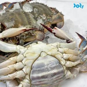 [맛도리] 당일 조업 후 발송하는 생물 암꽃게 2kg (6-10미 내외)