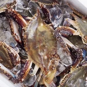[어부장터] 국내산 암꽃게 2kg내외 (12-16미)