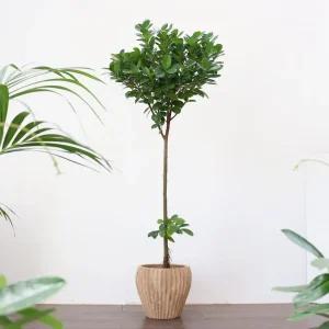 프랑스 고무나무 대형식물 공기정화식물 거실화분(수도권 직배송)