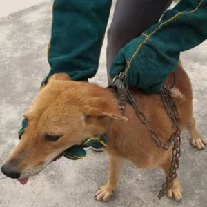 개 훈련 물림 방지 장갑애견 글러브 강아지