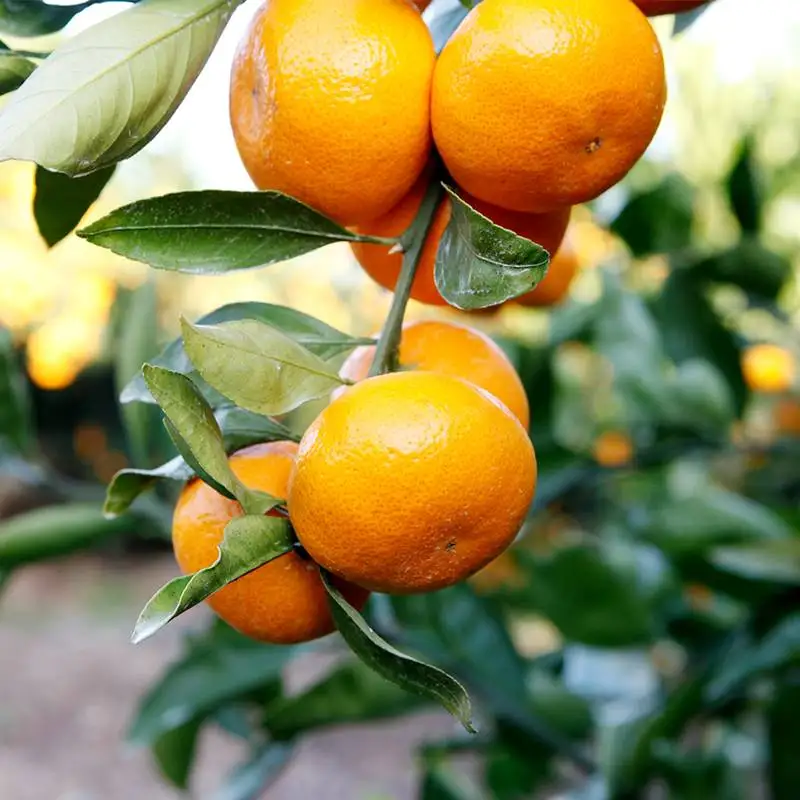 제주 감귤 4.5kg~ 새콤달콤 신선 제철 제주만감류 풍부한 비타민