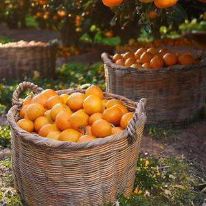 제주도 하우스감귤 1.6kg (20-40과) 맛좋은 달달한 하우스 감귤