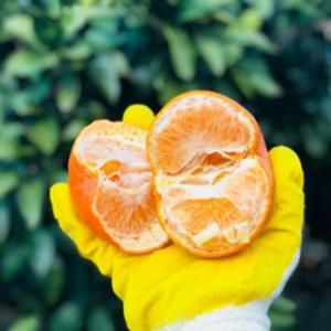 제주도 고당도 하우스 감귤 산지직송 800g (7-20과) 2S-M