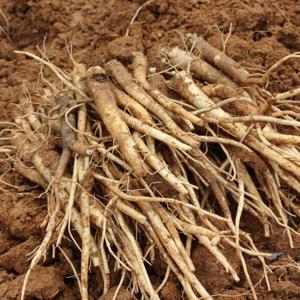 국내산 흙약도라지 세척도라지 상품 3 kg