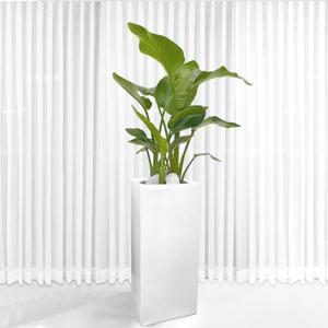 140CM 여인초 극락조 대형 사각 화분 실내 공기정화식물