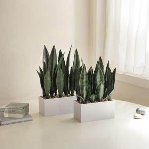 리얼퀄리티 조화 산세베리아 미니 플랜트박스 2types