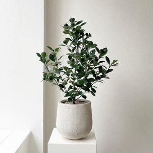 유주나무 사계귤나무 과실수 열매 꽃 공기정화식물 개업화분 스톤라이트화분