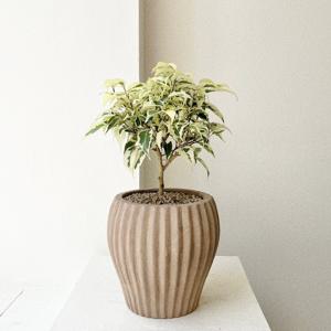 칼라 무늬벤자민고무나무 공기정화식물 개업화분 플랜테리어 베트남토분 중소