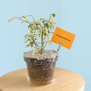 무늬 벤자민 유리 화분 세트 공기정화식물