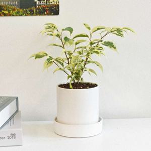 무늬벤자민 고무나무 원형 세라믹화분 식재 받침세트