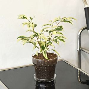 무늬벤자민 고무나무 유리화분 식재 받침세트