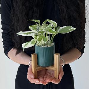 엔조이 스킨답서스 세라믹 우드 화분세트 거실 인테리어 공기정화식물 미니화분