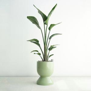 여인초 GG-2 파스텔그린 대형화분 거실 포인트화분 공기정화화분 특대형화분