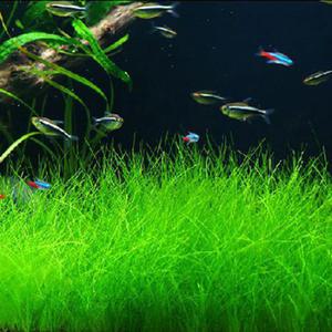 [수초] 전경 헤어그라스 20뿌리 내외 / 수초어항