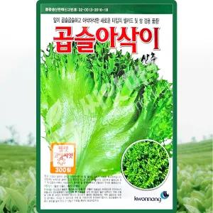곱슬아삭이상추 씨앗 300립 아삭이 상추씨 쌈채소 샐러드 종자