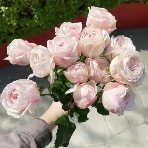 오후의 꽃 맨스필드 미니 장미 맨스필드파크 꽃다발 꽃배달 싼곳