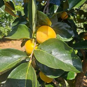 광양 밀시감 (둥시감) 곶감용감 무선별 10kg 90과 전후 10/25경부터 주문순서대로 출하예정