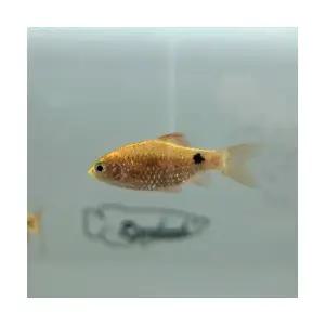 [주니멀열대어]로지 바브 4cm 내외관상어