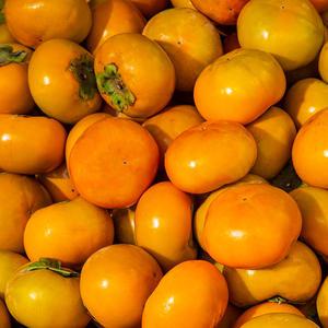 경남 진영 차량 부유 단감 가정용 랜덤과 10kg