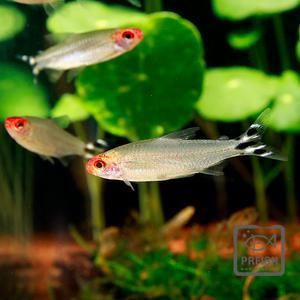 관상어 열대어 카라신과 / 러미노즈 테트라 [5마리]