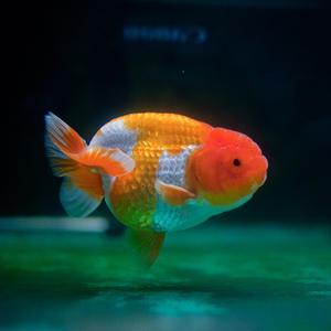 [서진열대어직판장] 금붕어 난주 금붕어(소) 2마리