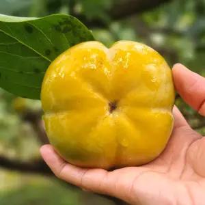 순천 단감 10kg 소 (61-70과) 제철 과일 아삭 식감