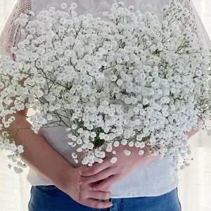 오후의 꽃 안개꽃 한단 꽃다발 셀프웨딩 부케 꽃배달 싼곳 생화택배