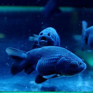 블랙난주1마리 한셋,흑난주유어,금붕어,열대어