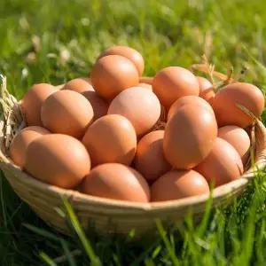 [맛군][맛꾼] HACCP인증 자유방사 신선한 난각번호 1번 유정란 60구[대란이상]