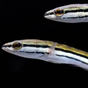 [주니멀열대어][찬나] 레드 스네이크헤드 10cm 내외관상어