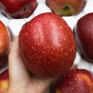 CM팜 감홍 사과 2 / 3 / 5 kg 달달아삭상큼 꿀고당도 경북사과 고품질 신선과일 제철과일 농장발송