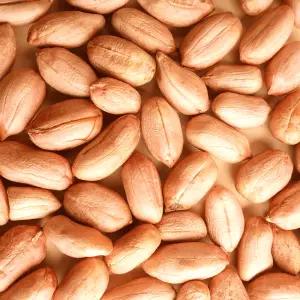 국내산 서산 생땅콩 1kg (500g x 2봉) 알좋은 25년산