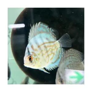 [주니멀열대어][디스커스키우기] 블루 터콰이즈 디스커스 [ 2.5인치 / 6cm 내외 ]관상어