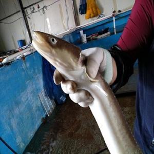 통영 자연산 바다장어2~3kg/小中大/현지도매