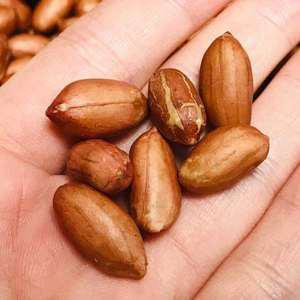 볶음땅콩 1kg+1kg / 유쾌상회 아몬드 호두 땅콩