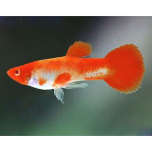 루돌프 코이 구피 1쌍(암+수) 고급 고정구피 A급