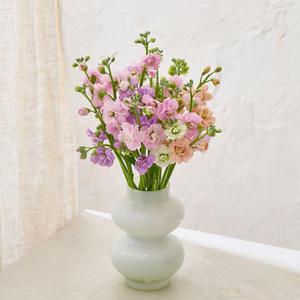 향기좋은 생화꽃 스토크  풍성 꽃다발