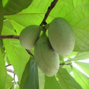 포포나무_수고1.0M(2주묶음)/유실수/조경수/정원수/묘목/J0013