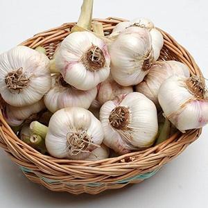 해남 황토 햇 통마늘 5kg내외(대_100개)