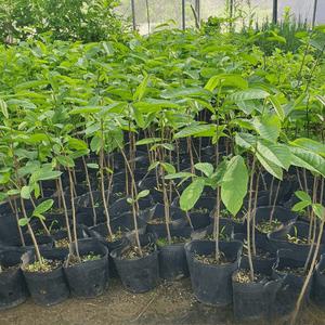 포포나무 묘목 뽀뽀나무 5치포트 실생2년생 조경수 정원수 A01