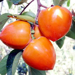 산지수확 대봉감 5kg/대봉/10-20과내외