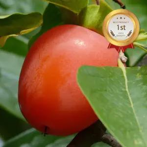 고당도 대봉감 10KG