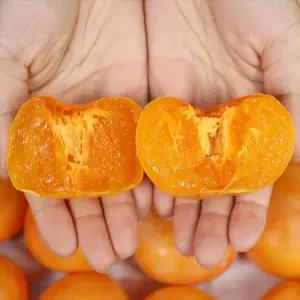 청도 반시 곶감 연감 5kg 대과